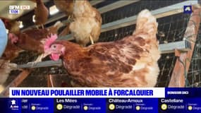 À la découverte d'un poulailler mobile à Forcalquier