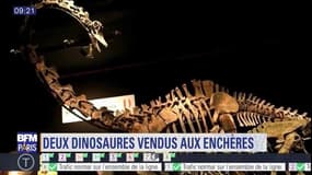 Deux dinosaures mis aux enchères à Paris