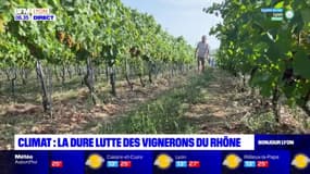 Climat: la dure lutte des vignerons du Rhône