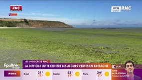 Valorisation des algues vertes: l'idée qui divise  