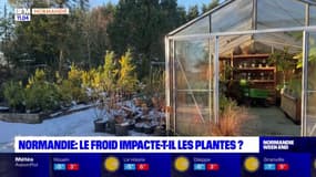 Normandie: le choc des températures impacte-t-il les plantes?