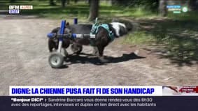 Digne-les-Bains: la chienne Pusa fait fi de son handicap