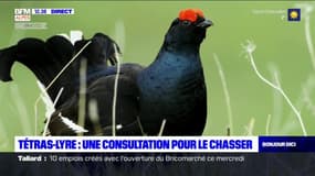 Tétras-lyre: le plan de chasse ne passe pas pour certaines associations 