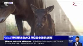 La naissance rare d'un bébé céphalophe, une espèce quasi menacée, au zoo de Beauval