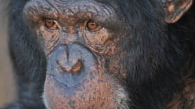 Chimpanzé d'Afrique du Sud