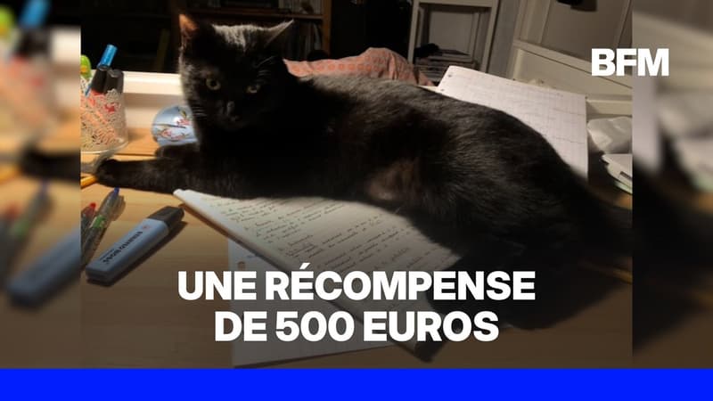 Une famille reste 12 jours sur une aire d’autoroute après la disparition de son chat