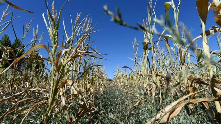 Des plants de maïs souffrent de la sécheresse à Bonnetable le 5 août 2020