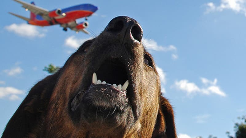 Champagne et friandises: Bark Air, cette compagnie aérienne qui vous fait voyager avec votre chien