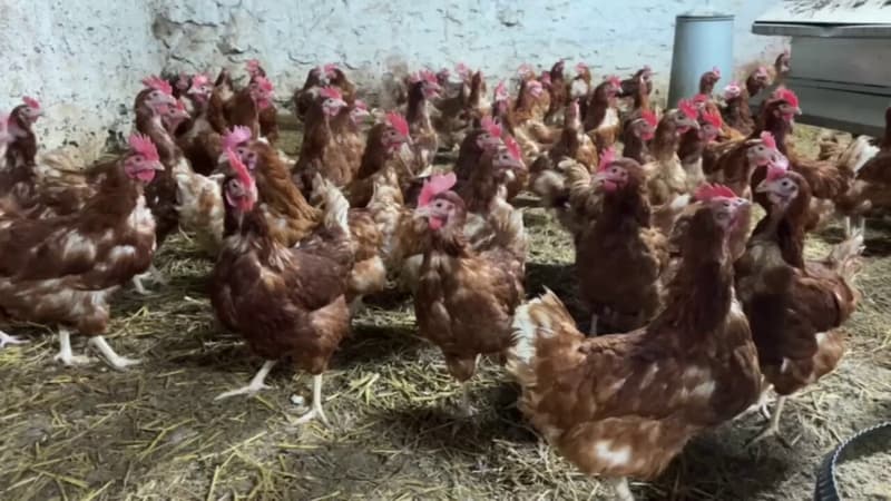 Pénurie d'œufs : en conflit avec ses voisins à cause de son poulailler