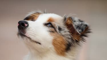Le berger australien était la race de chien préférée des Français en 2020