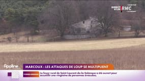 A Marcoux, le loup suscite de la tension
