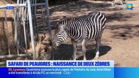 Safari de Peaugres : des nouvelles naissances cet été