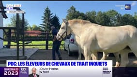 Pas-de-Calais: les éleveurs de chevaux de trait inquiets