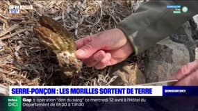 Serre-Ponçon: les morilles font leur grand retour dans les Hautes-Alpes