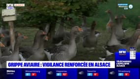 Alsace: les volailles à nouveau confinées en raison du risque de grippe aviaire