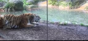 Un tigre très énervé après s’être fait réveiller brutalement