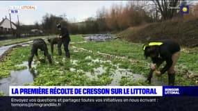 Pas-de-Calais: une association fait revivre la cressonière d'Enquin-sur-Baillon