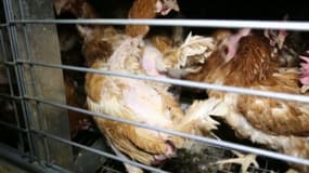 L’organisation de défense des animaux L214 part en guerre contre les œufs en batterie vendus dans les supermarchés Super U.