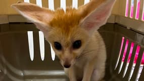 Un fennec retrouvé chez un particulier à Cannes, le 12 juin 2024.