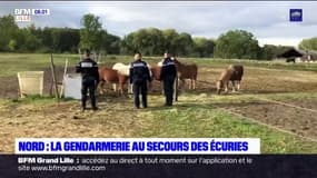 Nord: la gendarmerie part à la rencontre des propriétaires de chevaux pour les aider à protéger leurs animaux face à d'éventuelles attaques