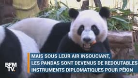 Comment les pandas sont devenus des instruments de la diplomatie chinoise ? 