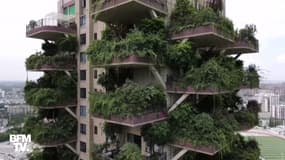 En Chine, des bâtiments résidentiels se retrouvent envahis par leurs propres plantes
