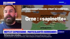 "Sapinette": un fruit du conifère dans l'Orne