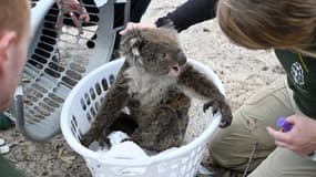 Koala blessé secouru en Australie, sur l'île Kangourou, après les incendies