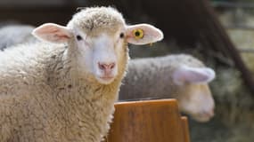 Un mouton à Ceyssat, le 1er avril 2020.
