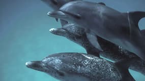 Des dauphins.