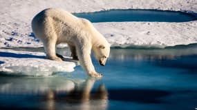 Un ours polaire teste la solidité de la glace arctique.