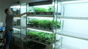 La Californie légalise la consommation récréative de cannabis