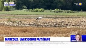 Alpes-de-Haute-Provence: une cigogne fait étape à Marcoux