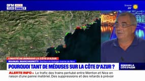 Quel rôle joue la méduse dans l'écosystème maritime sur la Côte d'Azur?