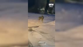 Une meute de sept loups filmée dans un hameau des Hautes-Alpes, le 28 janvier 2025.