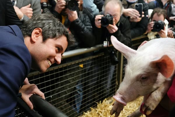 Le Premier ministre français Gabriel Attal regarde un porc lors de sa visite au Salon international de l'agriculture à Paris, le 27 février 2024.

