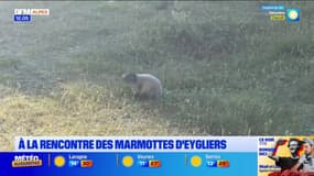 Hautes-Alpes: à la rencontre des marmottes d'Eygliers