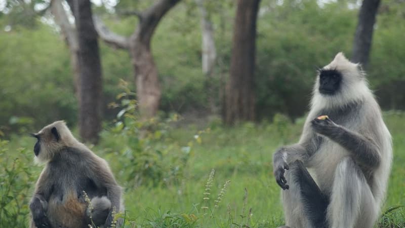 Deux singes entelles (photo d'illustration)