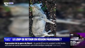 Un loup a-t-il été percuté par un automobiliste en forêt de Fontainebleau?