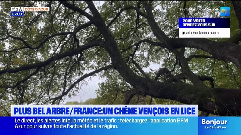 Un chêne de Vence en lice pour le titre de plus bel arbre de France