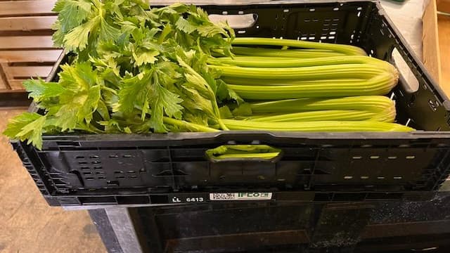 Cèleri branche sans marque Cèleri branche sans marque