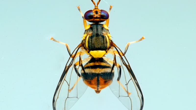 Mouche orientale des fruits (IAEA ImageBank/Wikimedia  Commons)