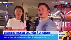 La Joliette: des micro-pousses cultivées dans une école d'informatique