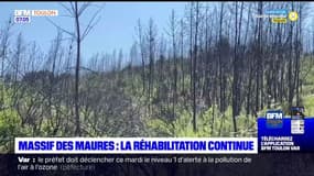 Var: deux ans après l'incendie, la réhabilitation du massif des Maures se poursuit