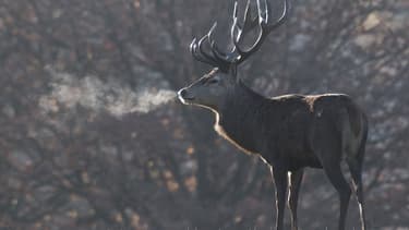 La vidéo montrant la fin d'une partie de chasse en Espagne a fait scandale (PHOTO D'ILLUSTRATION)