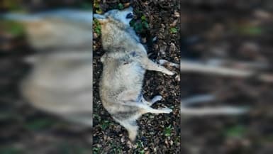 L'animal percuté près de Fontainebleau est bien un loup gris. 