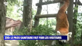 Zoo : le pass sanitaire fait fuir les visiteurs - 24/07