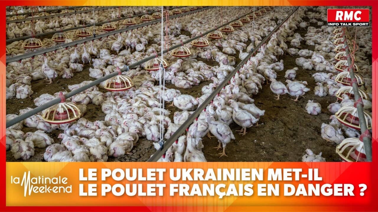 Le poulet du dimanche en danger à cause du poulet ukrainien