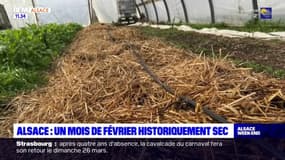Alsace: le mois de février historiquement sec inquiète les agriculteurs 