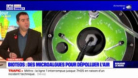 Bioteos: des microalgues pour dépolluer l'air